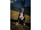 Adopt Venus a Black American Pit Bull Terrier / Mixed Breed (Medium) / Mixed