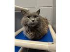 Adopt Marilyn a Gray or Blue Domestic Longhair / Domestic Shorthair / Mixed cat