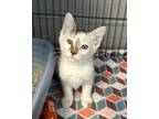 Adopt Blue Bell a White Domestic Shorthair / Domestic Shorthair / Mixed cat in
