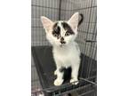 Adopt Sunday a White Domestic Shorthair / Domestic Shorthair / Mixed cat in