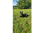 Adopt Bella a Black - with Tan, Yellow or Fawn German Shepherd Dog / German