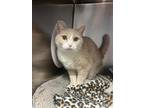 Adopt Kali a Tan or Fawn American Shorthair / Domestic Shorthair / Mixed cat in