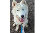 Adopt Oso a White Mixed Breed (Large) / Mixed dog in Fairfax, VA (41314716)