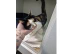 Adopt Meme a White Domestic Shorthair / Mixed Breed (Medium) / Mixed (short