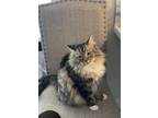 Adopt Atticus a Gray, Blue or Silver Tabby Domestic Longhair / Mixed (long coat)