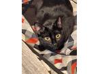 Adopt Minnie a All Black Domestic Shorthair / Mixed (short coat) cat in