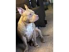 Adopt Snoop a Tan/Yellow/Fawn - with White American Staffordshire Terrier /