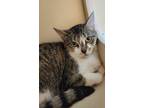 Adopt Hazel a Domestic Shorthair / Mixed cat in Norman, OK (41365047)