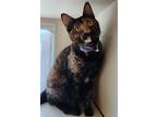 Adopt Trixie a Domestic Shorthair / Mixed cat in Norman, OK (41292962)