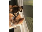 Adopt Rosie a Tortoiseshell Domestic Shorthair / Mixed (short coat) cat in