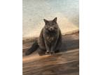Adopt Smokey a Gray or Blue Domestic Mediumhair / Mixed (medium coat) cat in