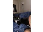 Adopt Chanel a Black & White or Tuxedo American Shorthair / Mixed (short coat)