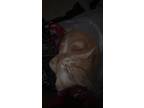 Adopt Blue and Rocky a Orange or Red American Shorthair (short coat) cat in