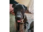 Adopt Bounty a Black Labrador Retriever / American Staffordshire Terrier / Mixed