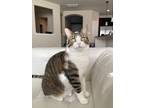 Adopt Luna a Gray, Blue or Silver Tabby American Shorthair / Mixed (medium coat)