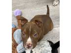 Adopt Twix a Labrador Retriever / Mixed dog in Cliffwood, NJ (41358897)