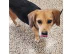 Adopt Lucy a Tricolor (Tan/Brown & Black & White) Beagle / Mixed dog in Aurora