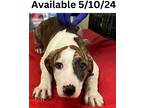 Adopt Dog Kennel #34 a Plott Hound / Mixed Breed (Medium) / Mixed dog in