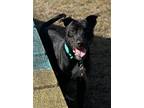Adopt 2310-0784 Sylvester a Black Mixed Breed (Medium) / Mixed dog in Virginia