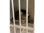 Adopt Fitz a Brown Tabby Domestic Shorthair / Mixed Breed (Medium) / Mixed