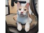 Adopt Watcher a Orange or Red Domestic Shorthair / Domestic Shorthair / Mixed