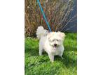 Adopt Neo a White Mixed Breed (Small) / Mixed Breed (Medium) / Mixed (medium