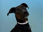 Adopt Kobe a Black Doberman Pinscher / Mixed dog in Woodbury, MN (36288023)
