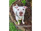Adopt Oatmeal Raisin (Oatie) a White Mixed Breed (Large) / Mixed dog in