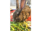 Adopt Joyce a Chocolate American / American / Mixed rabbit in Oshkosh