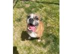 Adopt Emily a Brown/Chocolate Mixed Breed (Medium) / Mixed dog in Fairfax