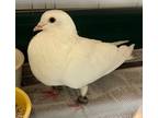 Adopt Genesis a White Dove / Mixed bird in Fairfax, VA (41439480)