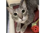 Adopt Albus a Gray or Blue Domestic Shorthair / Domestic Shorthair / Mixed cat
