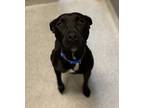 Adopt Oliver a Black American Pit Bull Terrier / Mixed dog in Cooperstown