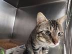 Adopt Ross a Gray or Blue Domestic Shorthair / Domestic Shorthair / Mixed cat in