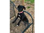 Adopt Sue a Black Retriever (Unknown Type) / Mixed dog in Gainesville