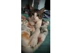 Adopt Little Buddy a Brown or Chocolate Domestic Shorthair / Domestic Shorthair