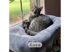 Adopt Anya a Brown Tabby Domestic Shorthair / Mixed Breed (Medium) / Mixed