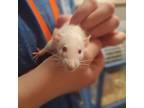 Adopt Linguini a White Rat / Rat / Mixed small animal in Hilliard, OH (41433929)