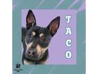 Adopt Taco a Black Mixed Breed (Medium) / Mixed Breed (Medium) / Mixed (short