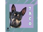 Adopt Taco a Black Mixed Breed (Medium) / Mixed dog in Ashtabula, OH (41439422)