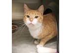 Adopt Bonnie a Orange or Red Domestic Shorthair / Domestic Shorthair / Mixed cat