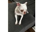 Adopt Chomp a White Boston Terrier / Mixed dog in Dundalk, MD (40972949)