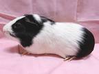 Adopt Albert a Guinea Pig small animal in New York, NY (41232703)