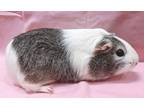 Adopt Roxie a Guinea Pig small animal in New York, NY (41379057)