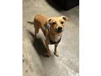Adopt Kiki a Tan/Yellow/Fawn Miniature Pinscher / Mixed dog in Aurora
