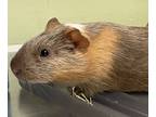 Adopt Sven a Guinea Pig small animal in New York, NY (41439334)