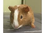 Adopt Cinnamon a Guinea Pig small animal in New York, NY (41439331)