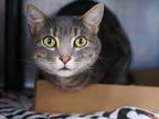 Adopt Ava a Domestic Shorthair / Mixed cat in Brooklyn, NY (41388222)