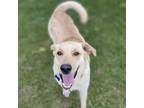 Adopt Umpa a White - with Tan, Yellow or Fawn Labrador Retriever / Mixed dog in