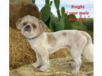 Adopt Sir Knight a White - with Tan, Yellow or Fawn Shih Tzu / Mixed dog in
